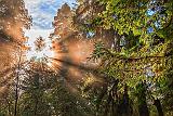 Redwood Sunrays_22767